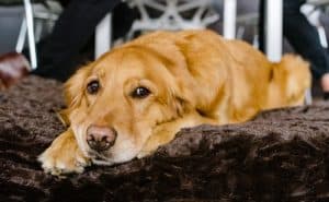 Best Dog Beds For Large Dogs