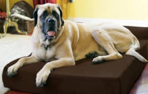 Best Orthopedic Dog Bed Big Barker