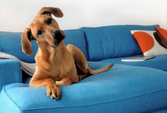 Keep Dog Off Furniture