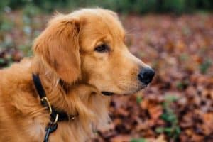 Best Bark Collars For Your Dog