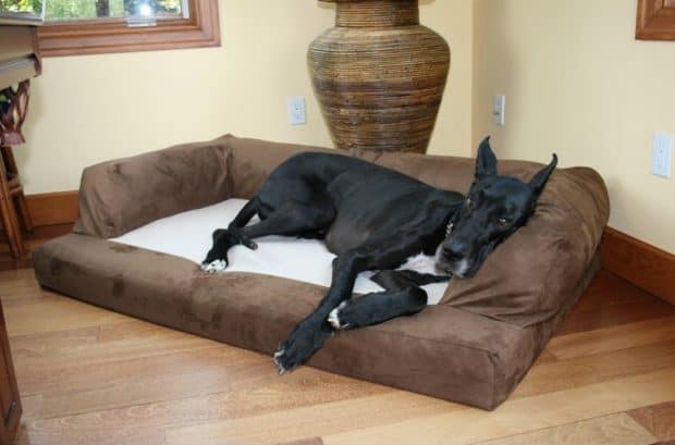 best dog beds for great danes