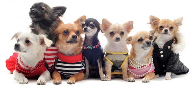 Harnesses for Chihuahuas