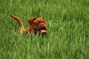 Mastiff in the grass