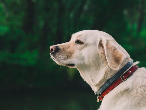 Best Dog Harnesses for Golden Retrievers