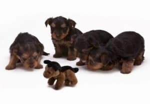 best dog dewormers for puppies and adult dogs
