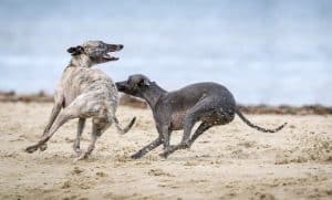 Greyhounds running around