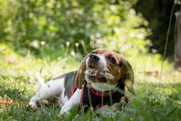 Beagle Chewing On Bone