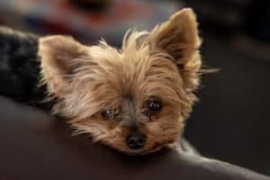 Best Dog Bed For Yorkies