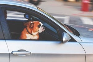 best dog car seats - bulldog in car 