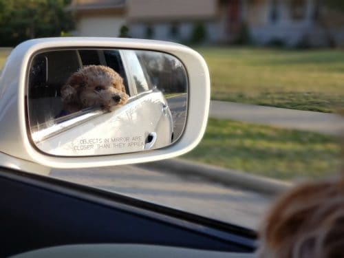 dog in car with head out of the window