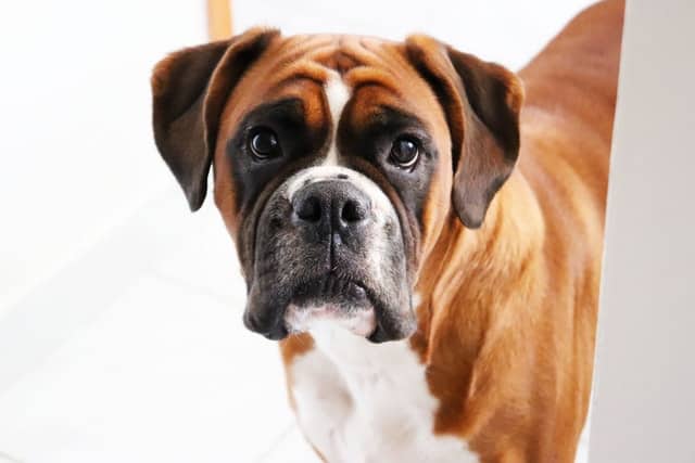 How long do boxers live