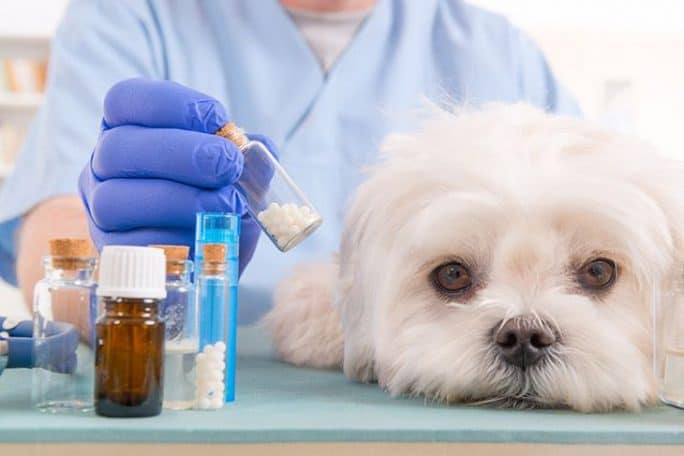 Benadryl Side Effects on Pets