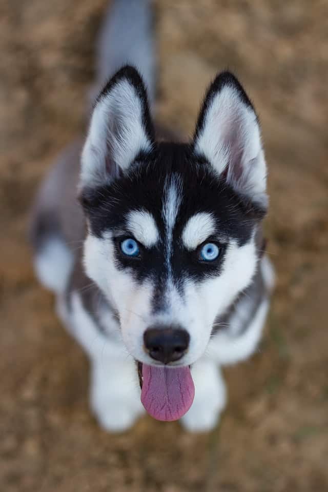How Much Does a Husky Cost