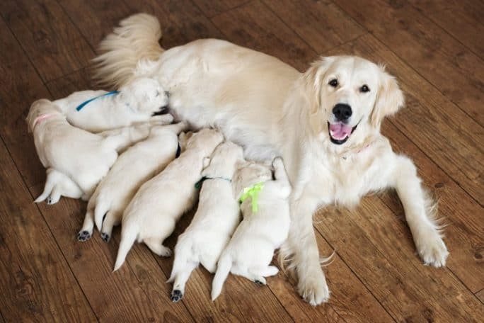 Can puppies leave mother at 6 weeks