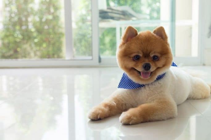 Factors That Affect The Cost of Buying A Pomeranian