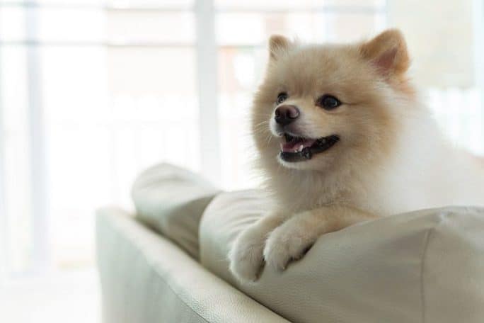 How Much Does A Pomeranian Cost