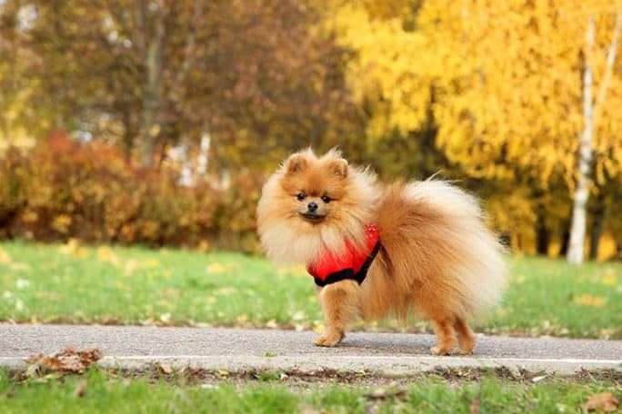 Factors That Affect The Cost of Buying A Pomeranian