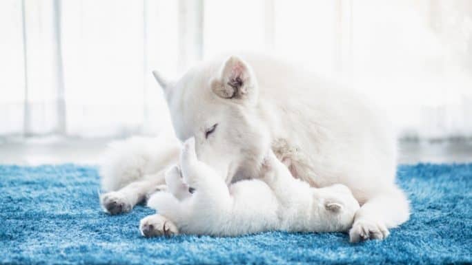 Can Puppies Leave Mother at 6 Weeks