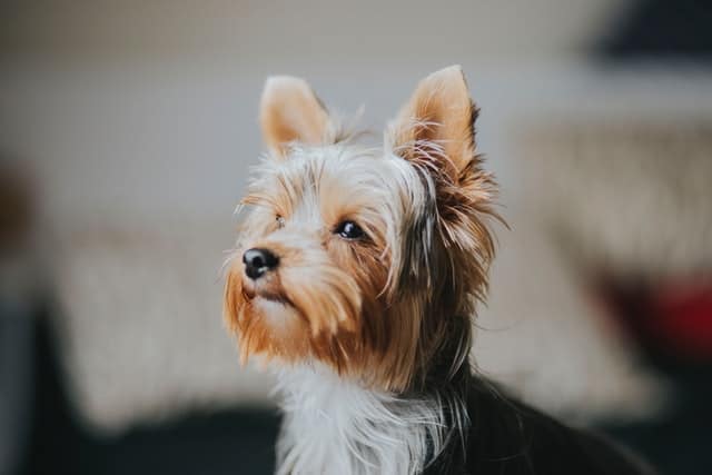 Leading Causes of Death for Yorkies