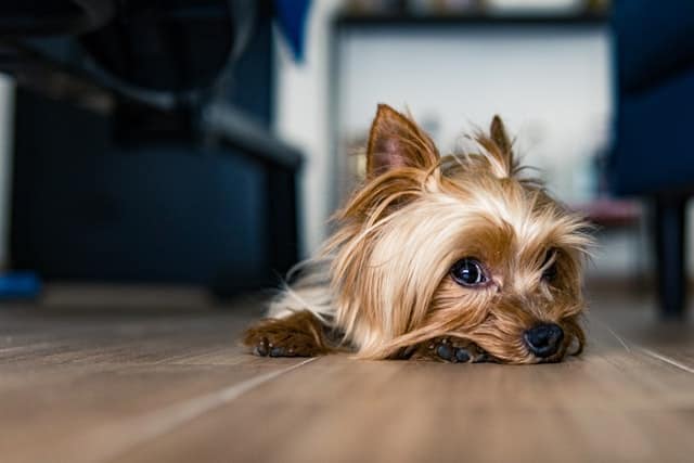 Possible Reasons Why Yorkies Shed