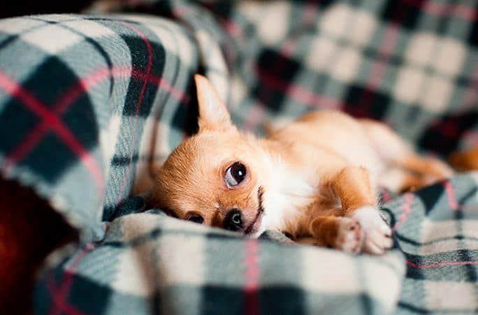 The Length Of Chihuahuas Life Span