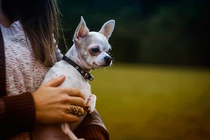 The Length Of Chihuahuas Life Span