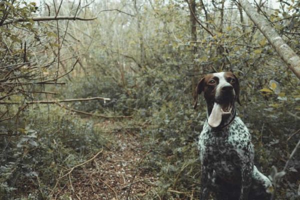german shorthaird pointer shed