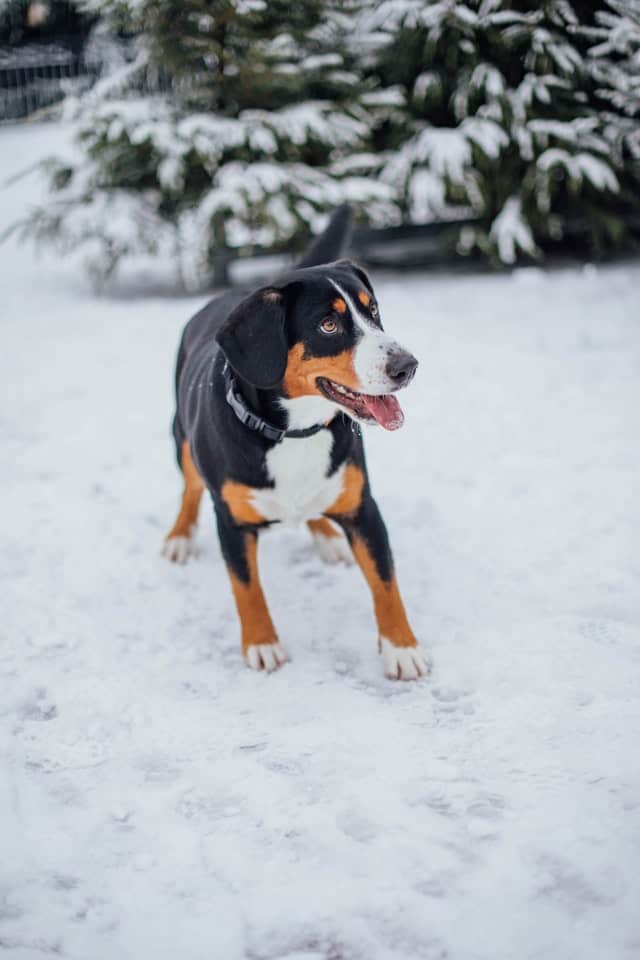 Working Dogs Greater Swiss Mountain Dog